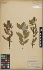 Foto von Salix glaucophylloides Fernald